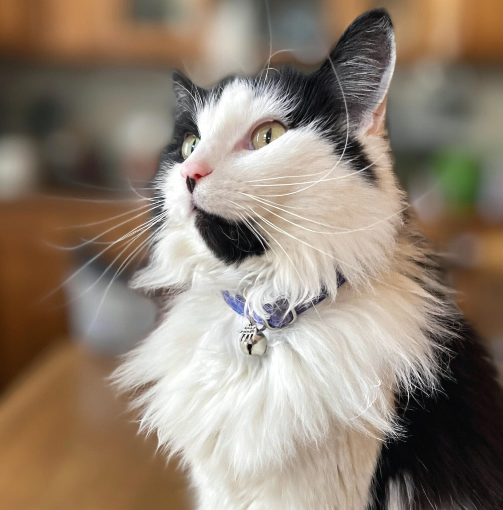 Beautiful white & black cat with a blue collar and bell