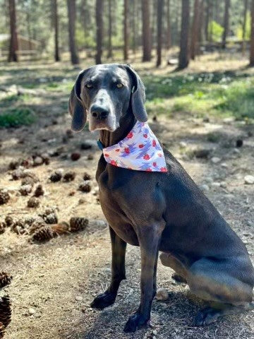 Over the Collar Bandanas